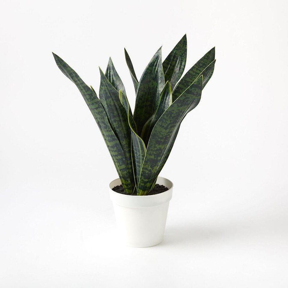 Faux Snake Plant west elm United Kingdom